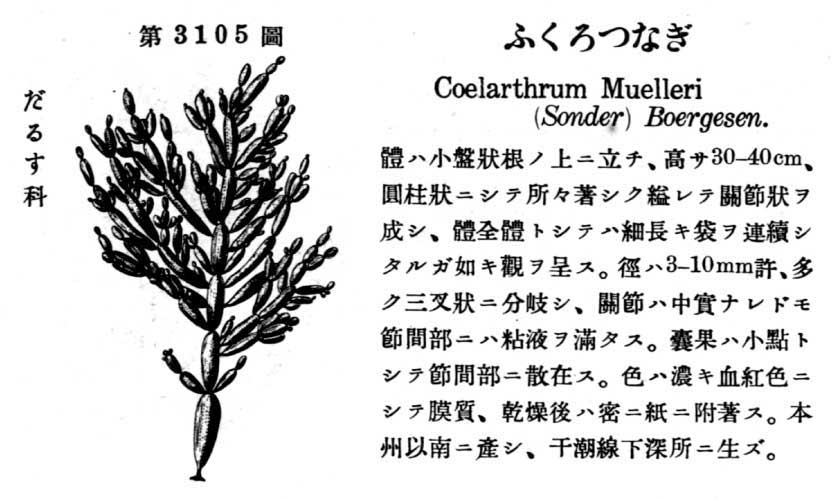 植物図鑑