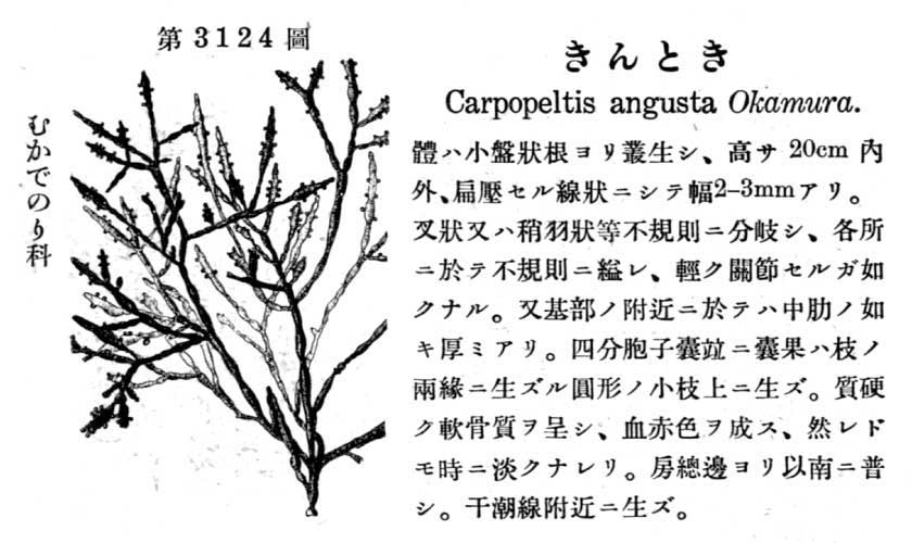 植物図鑑