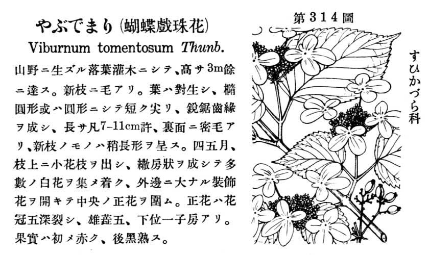 植物図鑑