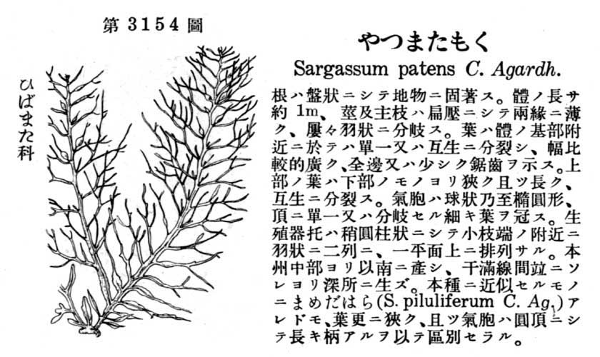 植物図鑑