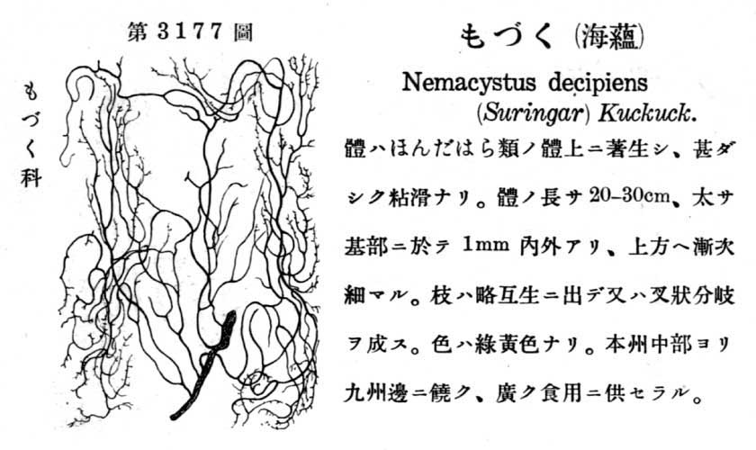 植物図鑑