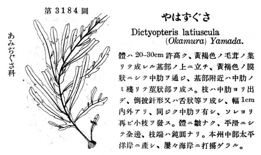 植物図鑑