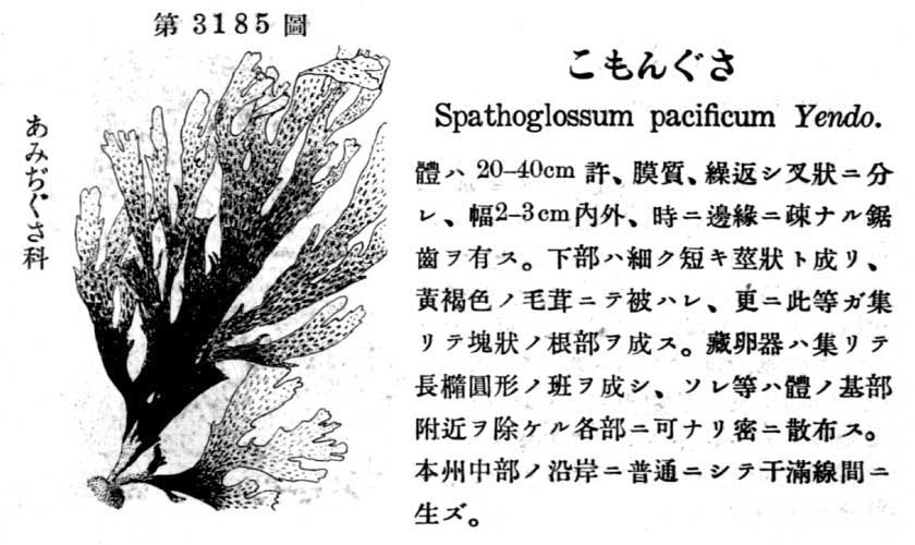 植物図鑑