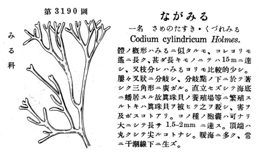 植物図鑑