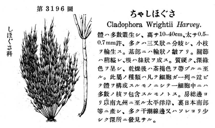 植物図鑑