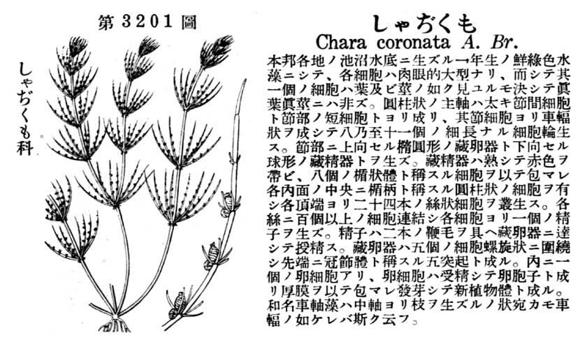 植物図鑑