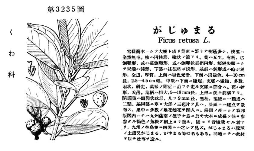 植物図鑑