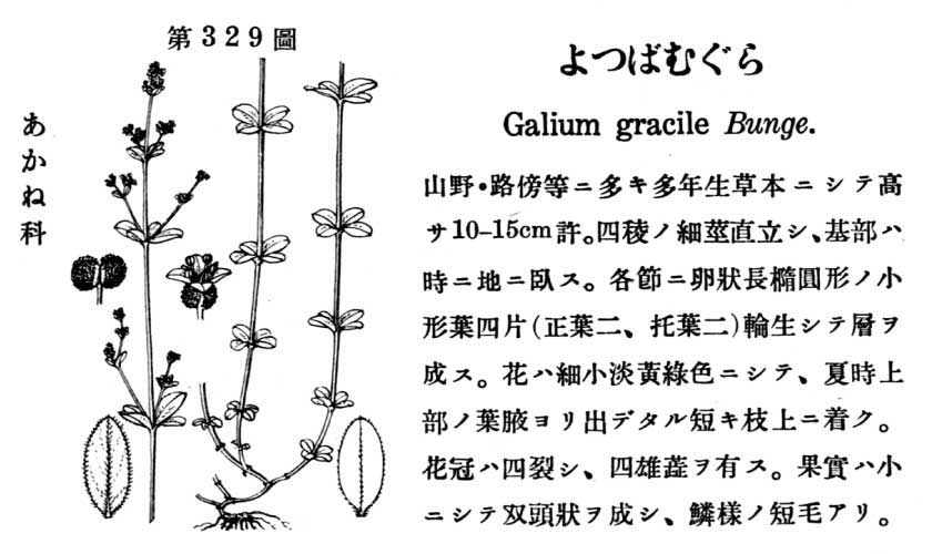 植物図鑑