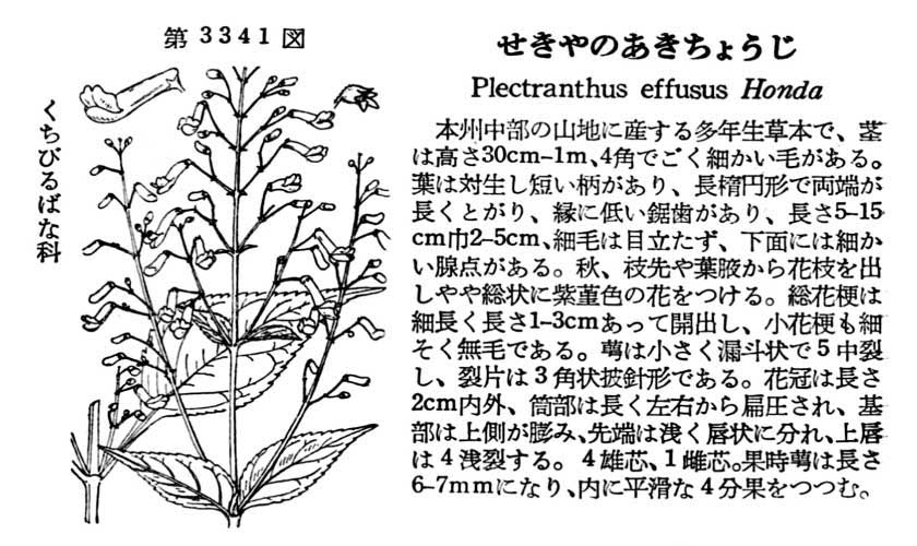 植物図鑑