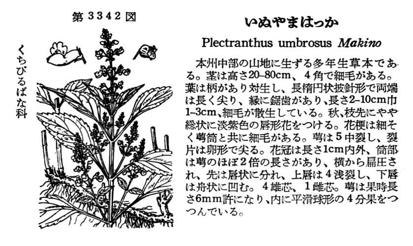 植物図鑑