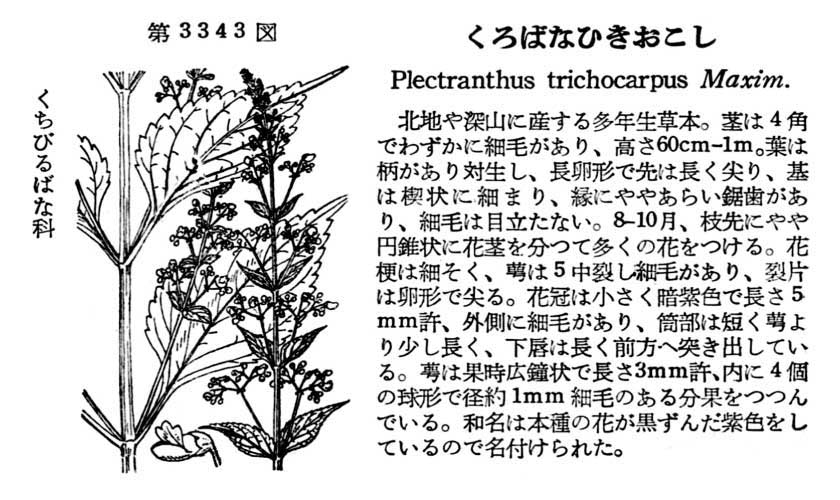 植物図鑑