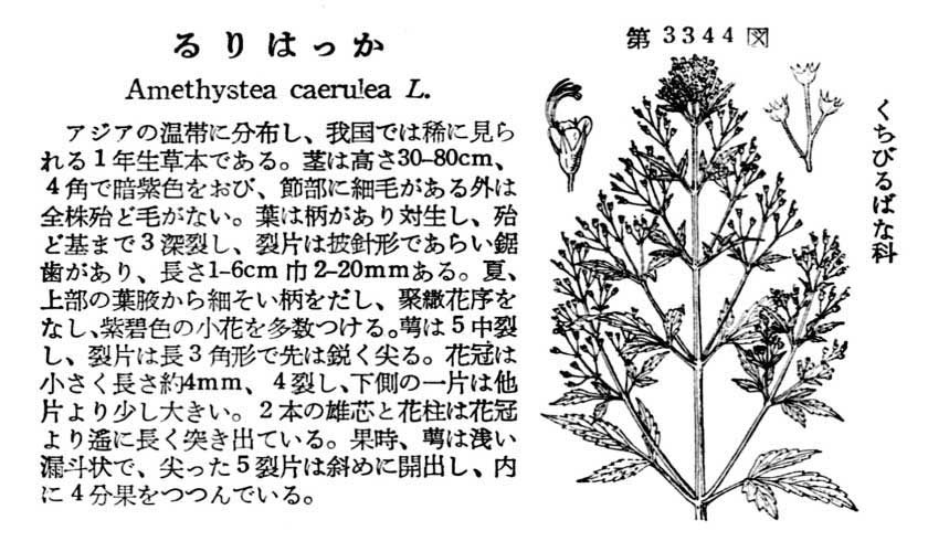 植物図鑑