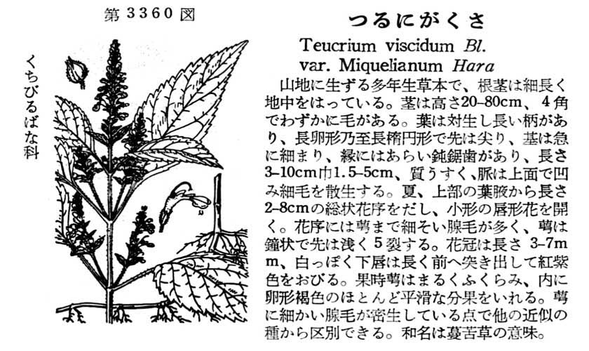 植物図鑑