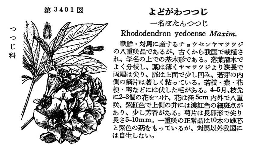 植物図鑑