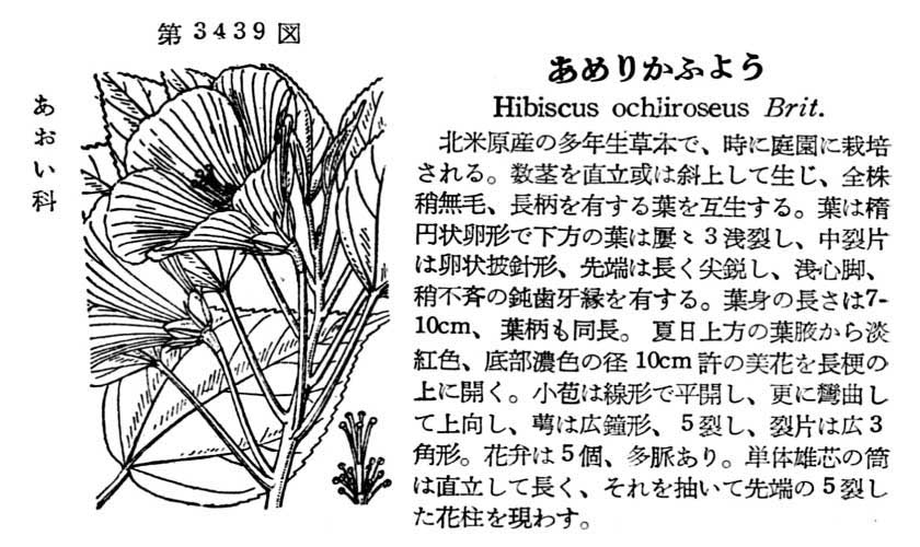 植物図鑑