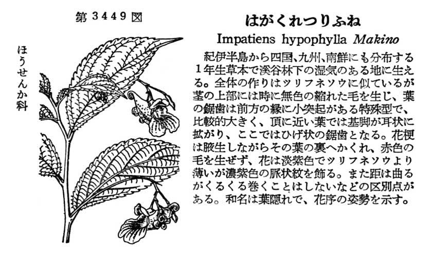 植物図鑑