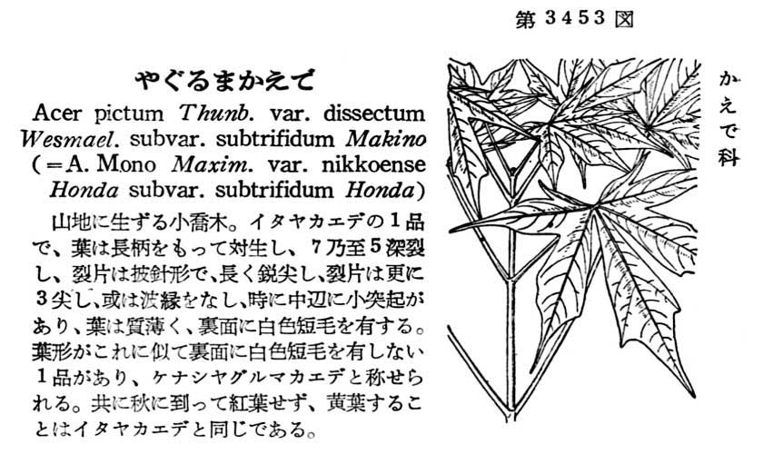 植物図鑑