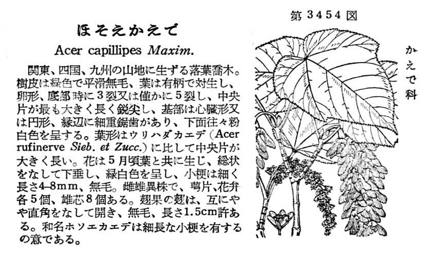 植物図鑑