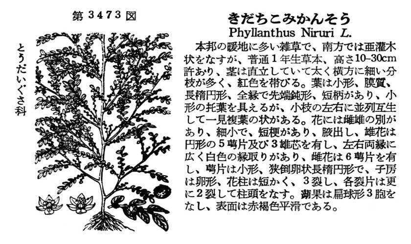 植物図鑑