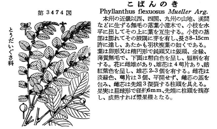 植物図鑑