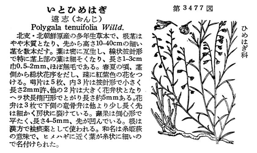 植物図鑑