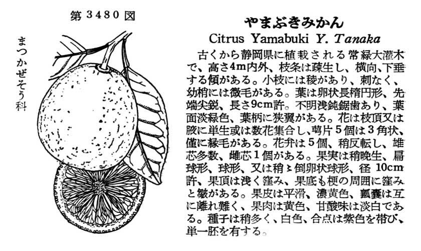 植物図鑑