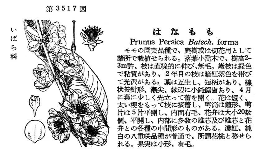 植物図鑑