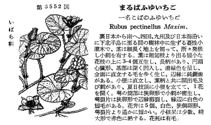 植物図鑑