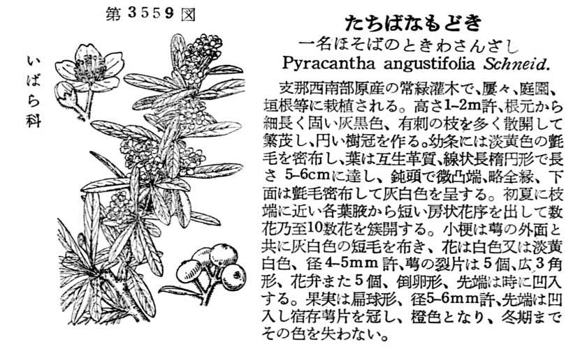 植物図鑑