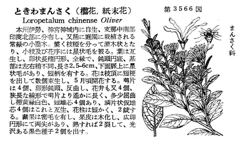 植物図鑑