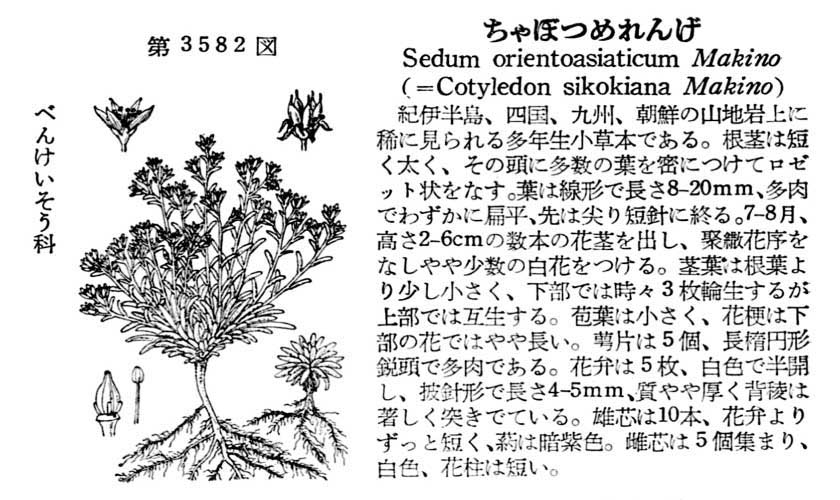 植物図鑑