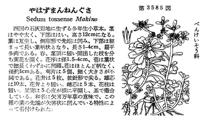 植物図鑑