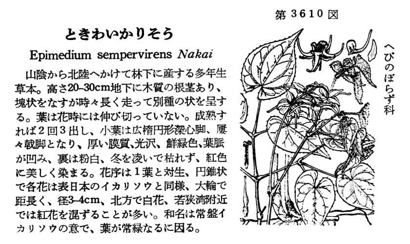 植物図鑑