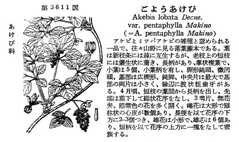 植物図鑑