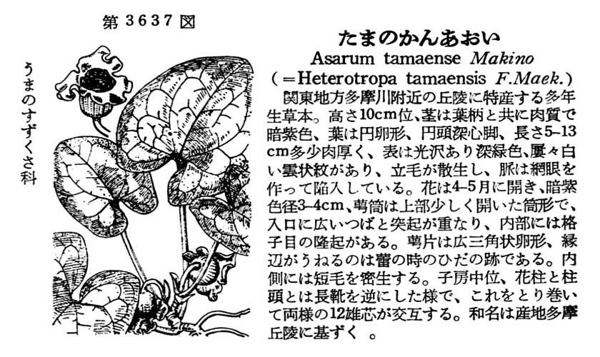 植物図鑑