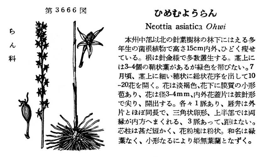 植物図鑑