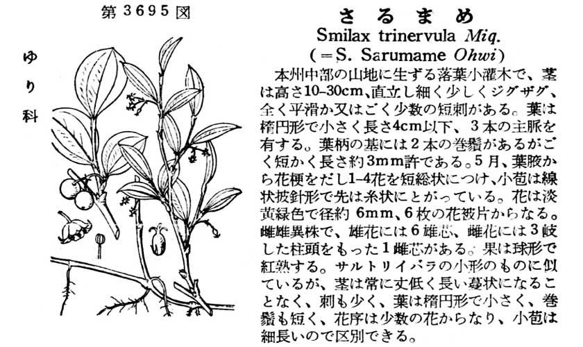 植物図鑑