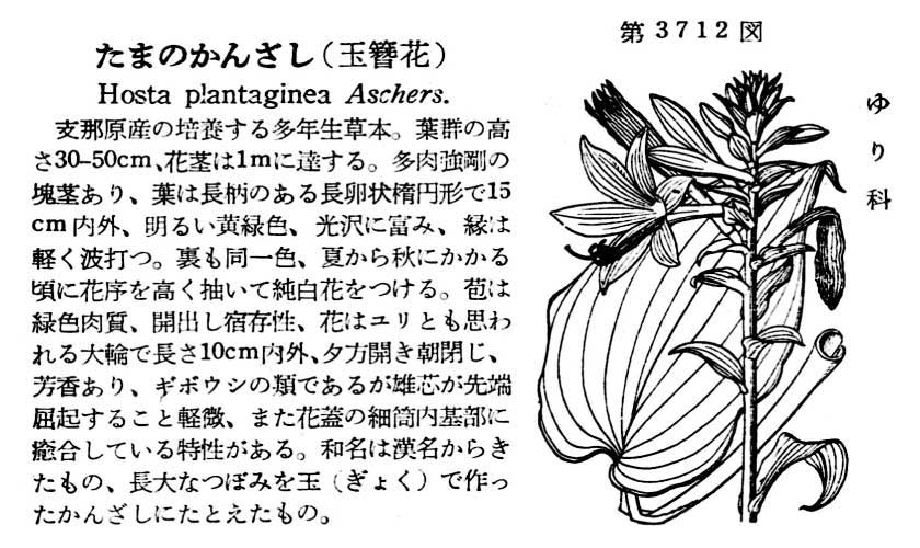 植物図鑑