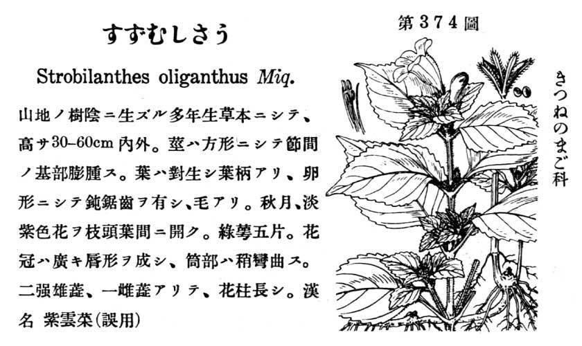 植物図鑑