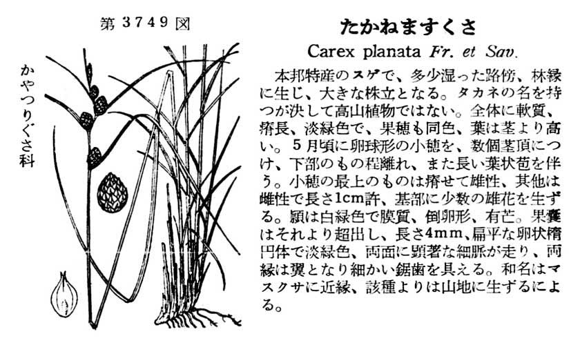 植物図鑑