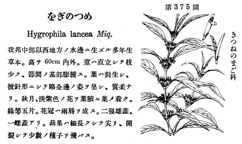 植物図鑑