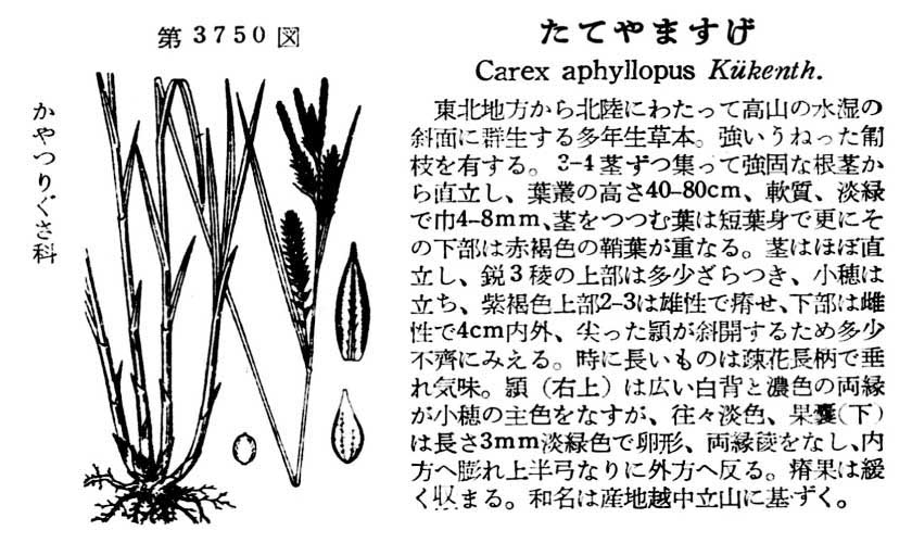 植物図鑑