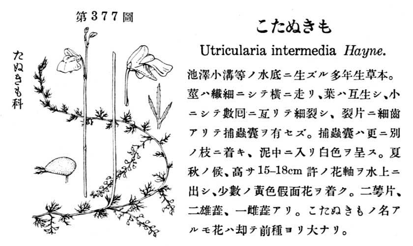 植物図鑑