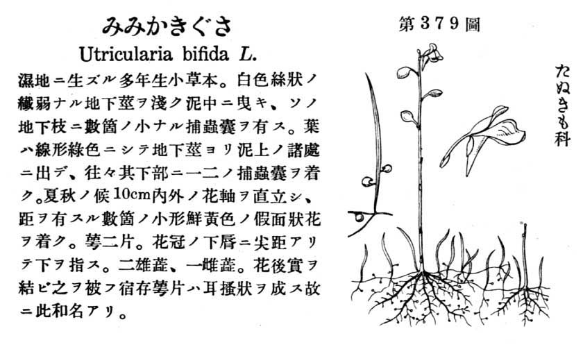 植物図鑑