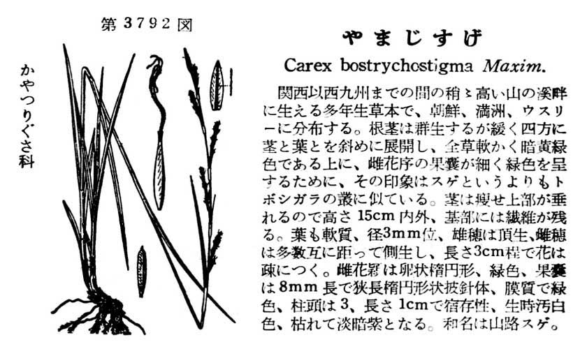 植物図鑑