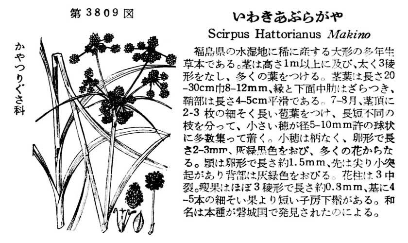 植物図鑑