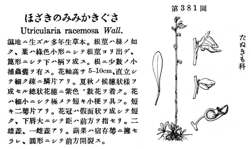 植物図鑑