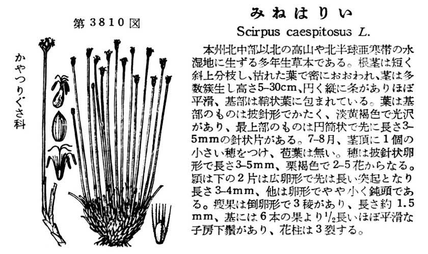 植物図鑑