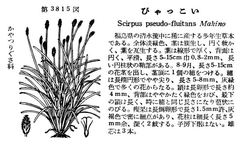 植物図鑑