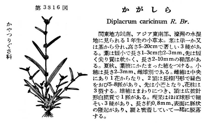 植物図鑑